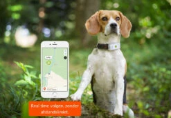 Weenect Dogs 2 GPS Tracker -Huisdierbenodigdheden Verkoop 2024 37700003000174