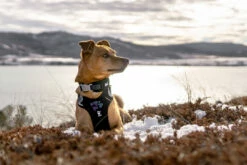 Hurtta Harnas Weekend Warrior Black -Huisdierbenodigdheden Verkoop 2024 6410329333941 0228550 1