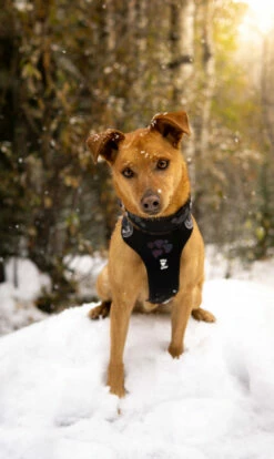 Hurtta Harnas Weekend Warrior Black -Huisdierbenodigdheden Verkoop 2024 6410329333941 0228550 3