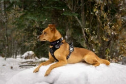 Hurtta Harnas Weekend Warrior Black -Huisdierbenodigdheden Verkoop 2024 6410329333941 0228550 4