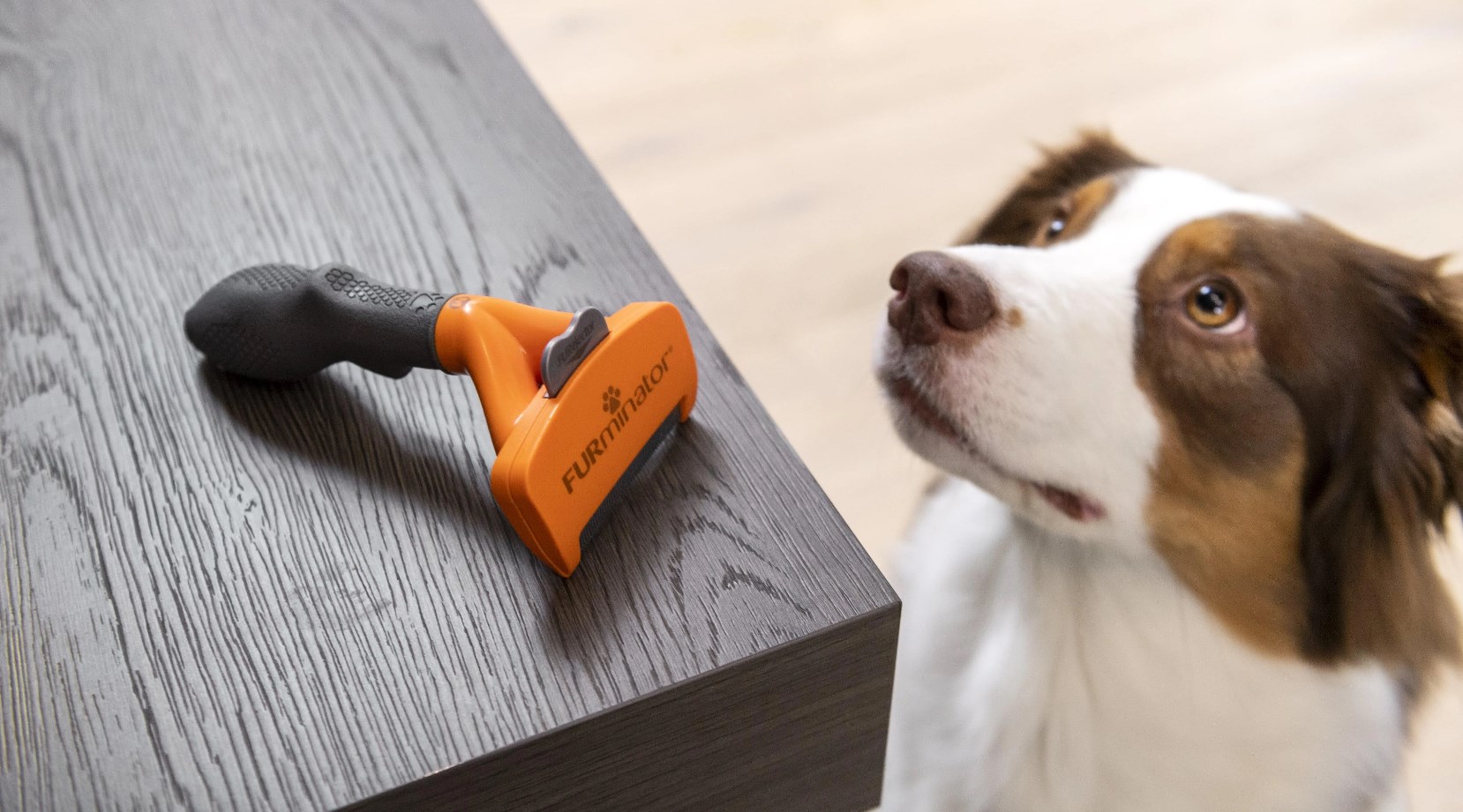 Huisdierbenodigdheden Verkoop 2024 -Huisdierbenodigdheden Verkoop 2024 Dingtalk 20240702162004